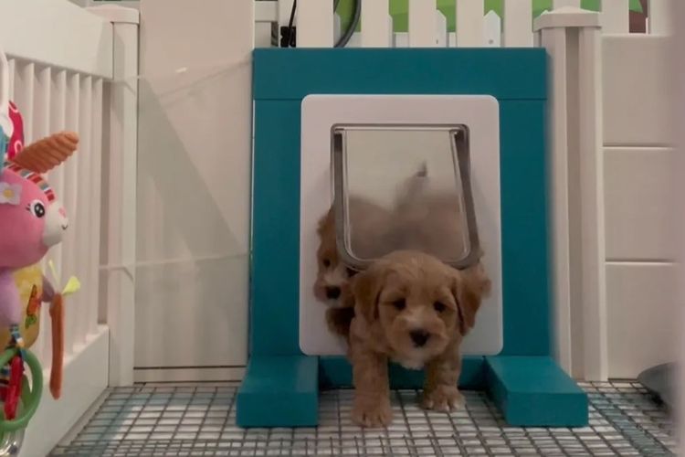 The Doghouse QLD Theodore-Cavoodles