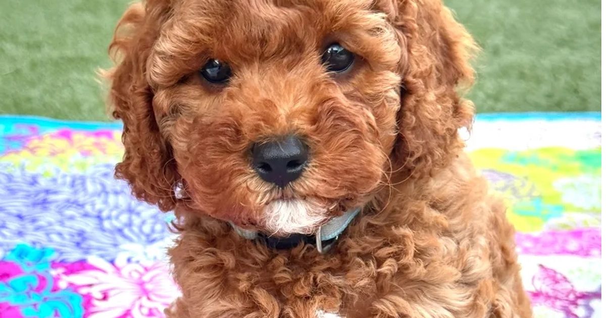 The Doghouse QLD TheodoreCavoodles, responsible breeder in Queensland