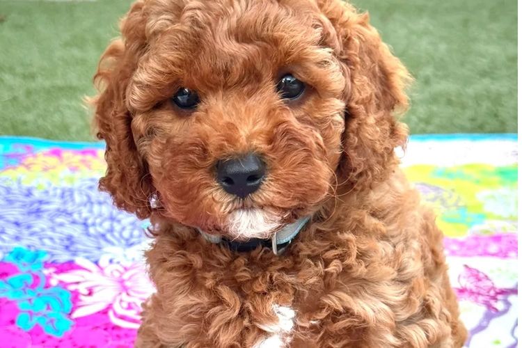 The Doghouse QLD Theodore-Cavoodles