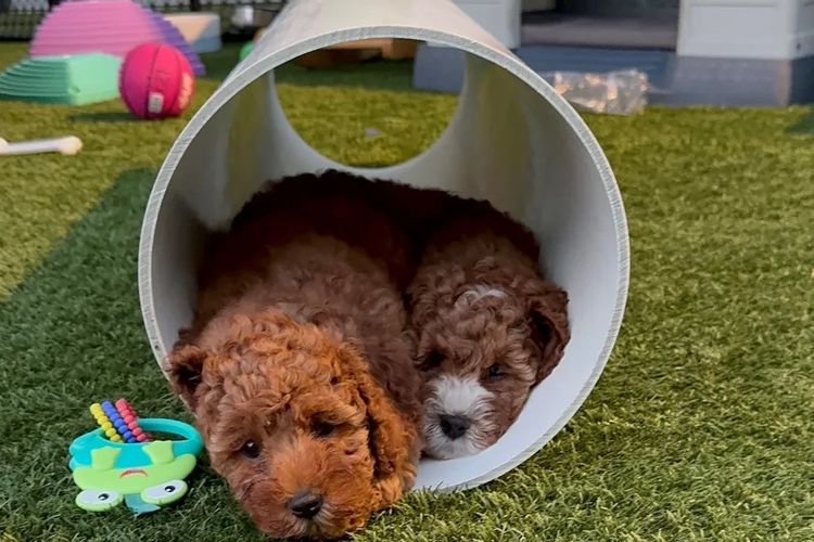 The Doghouse QLD Theodore-Cavoodles