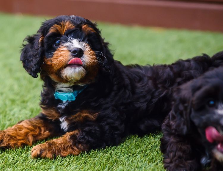 The Doghouse QLD Theodore-Cavoodles