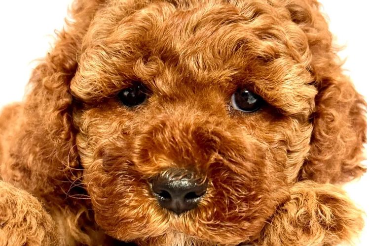 The Doghouse QLD Theodore-Cavoodles