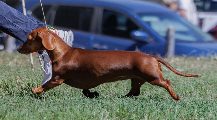 Meinrad Dachshunds (Standard)