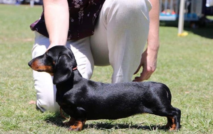Meinrad Miniature Dachshunds