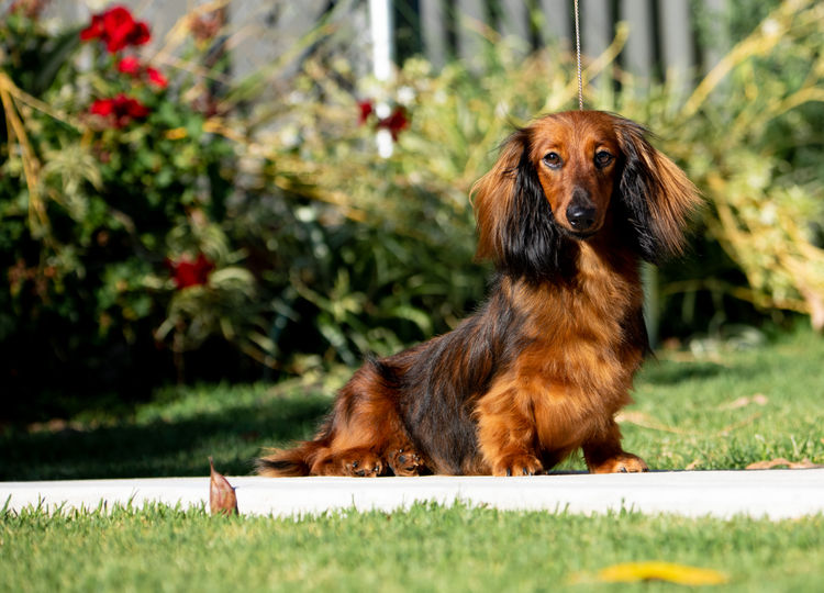 Meinrad Miniature Dachshunds