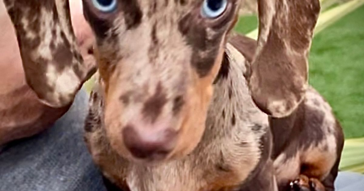 Sausage City Miniature Dachshunds, responsible breeder in Queensland