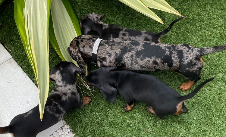Sausage City Miniature Dachshunds