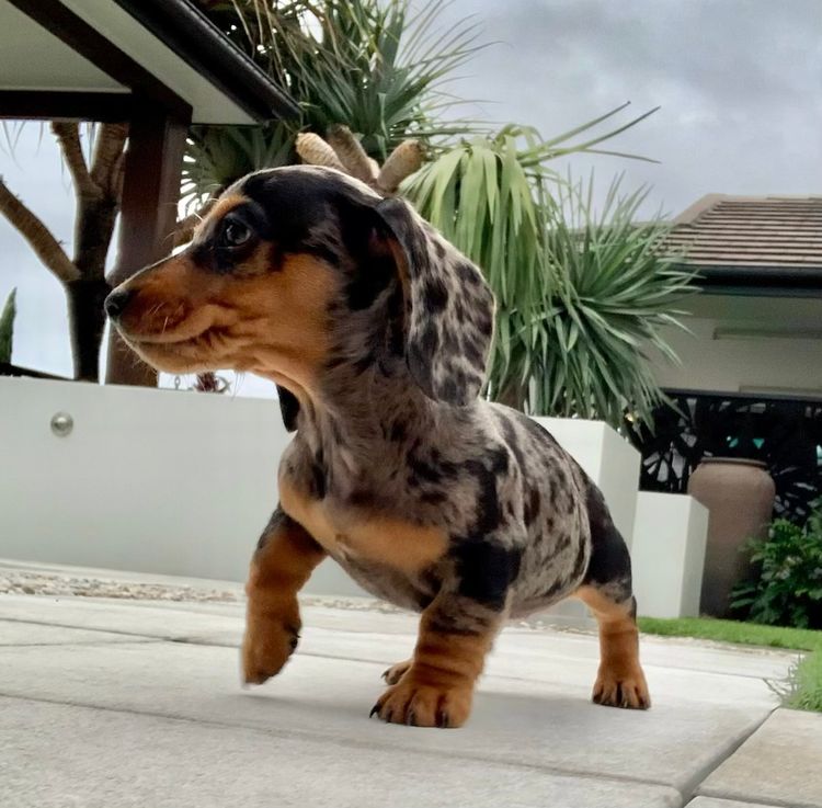 Sausage City Miniature Dachshunds
