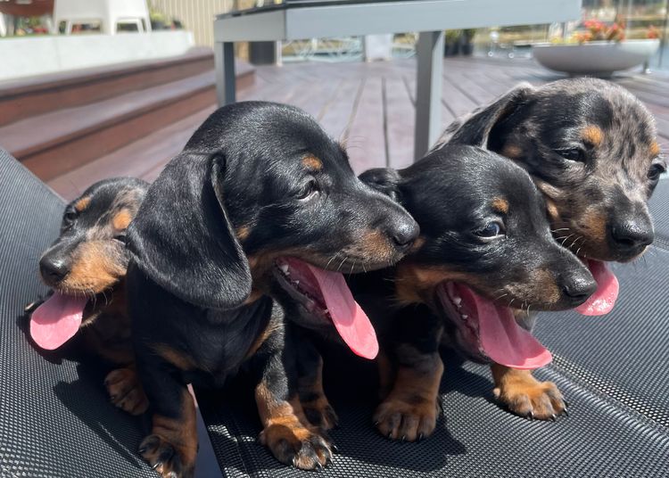 Sausage City Miniature Dachshunds