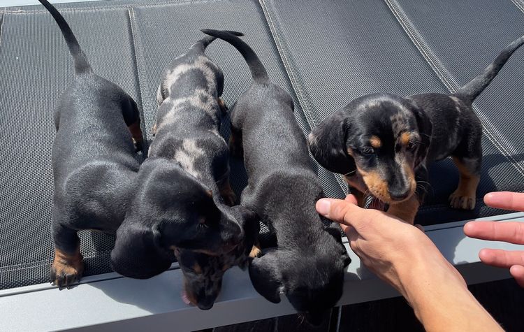 Sausage City Miniature Dachshunds