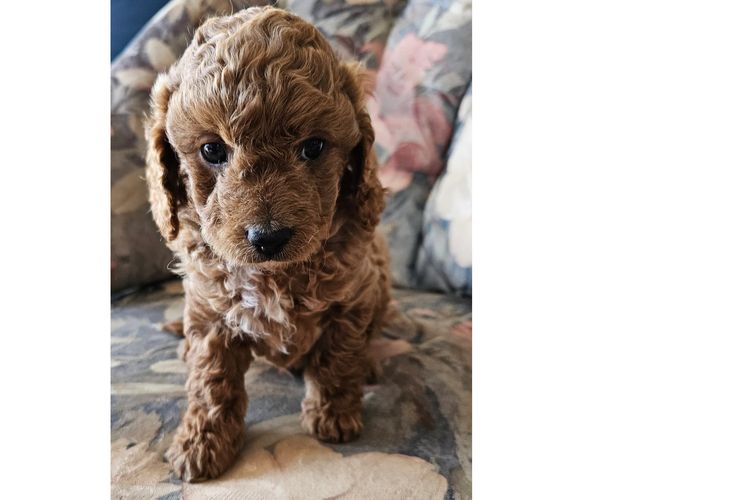 Pooleys Cavoodles