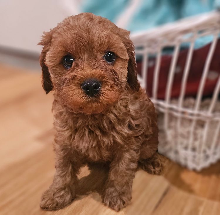 Pooleys Cavoodles