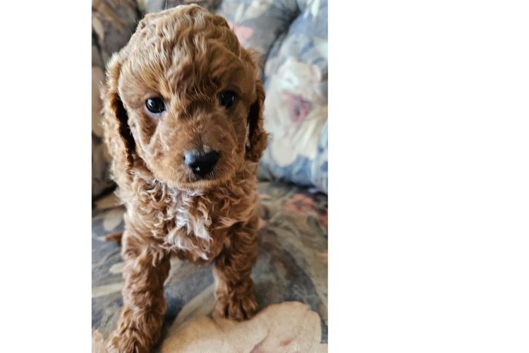 Pooleys Cavoodles