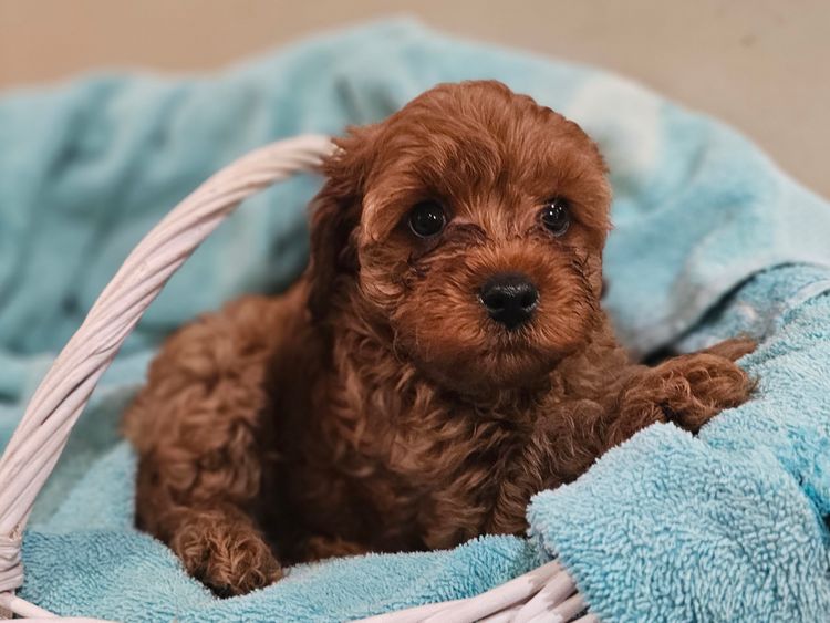 Pooleys Cavoodles