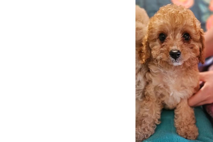 Pooleys Cavoodles