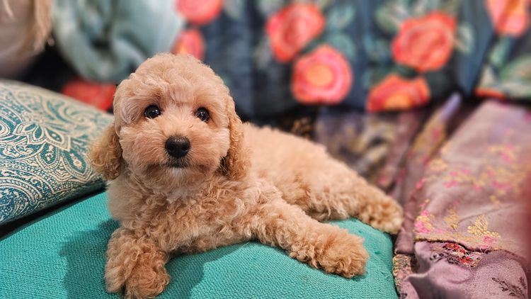 Pooleys Cavoodles