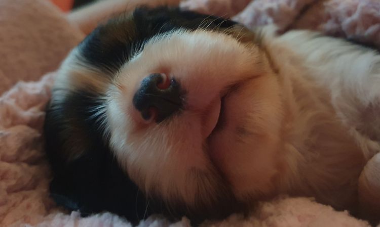 CaviBears