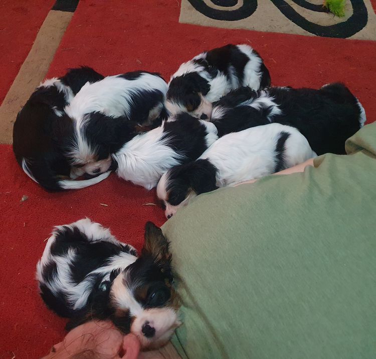 CaviBears