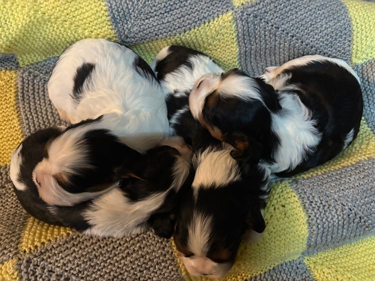 CaviBears