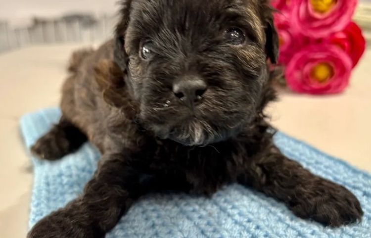 Furever Furbabies - Shoodles