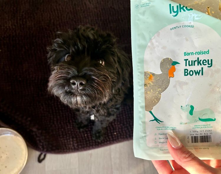 Cactus Ranch Cavoodles
