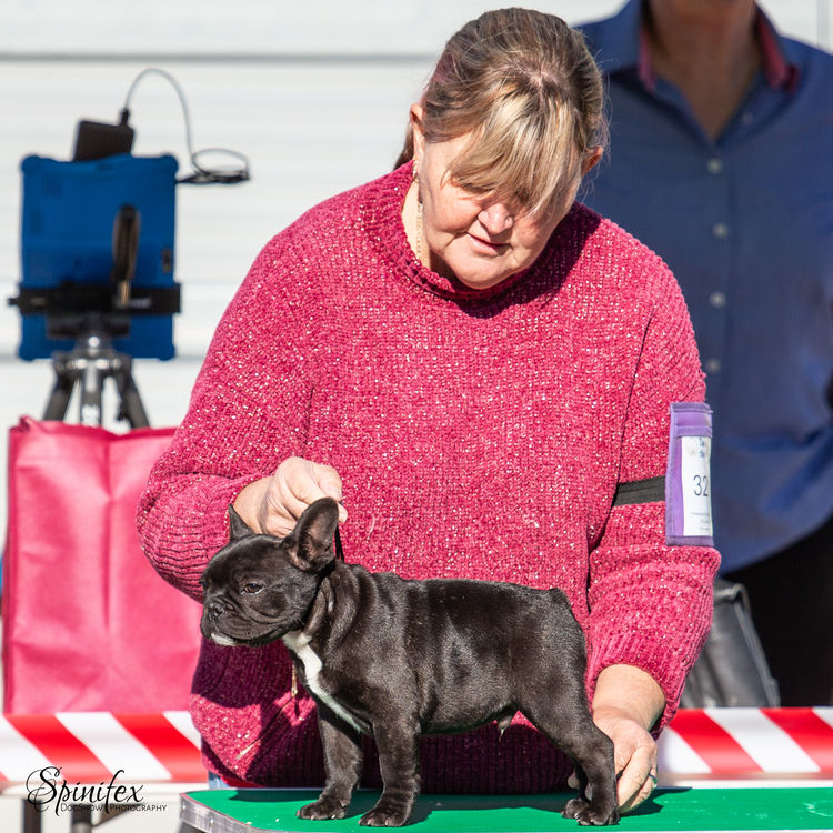 Meinrad French Bulldogs