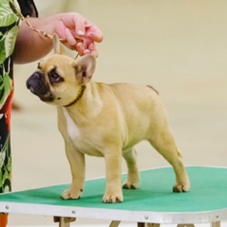 Meinrad French Bulldogs