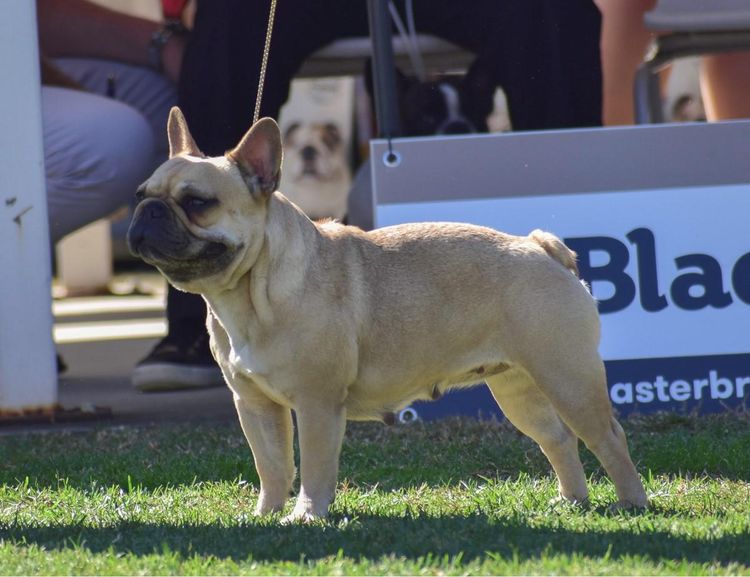 Meinrad French Bulldogs