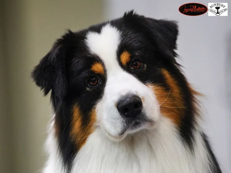 Tinkamas Australian Shepherds