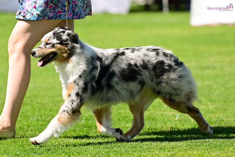 Tinkamas Australian Shepherds