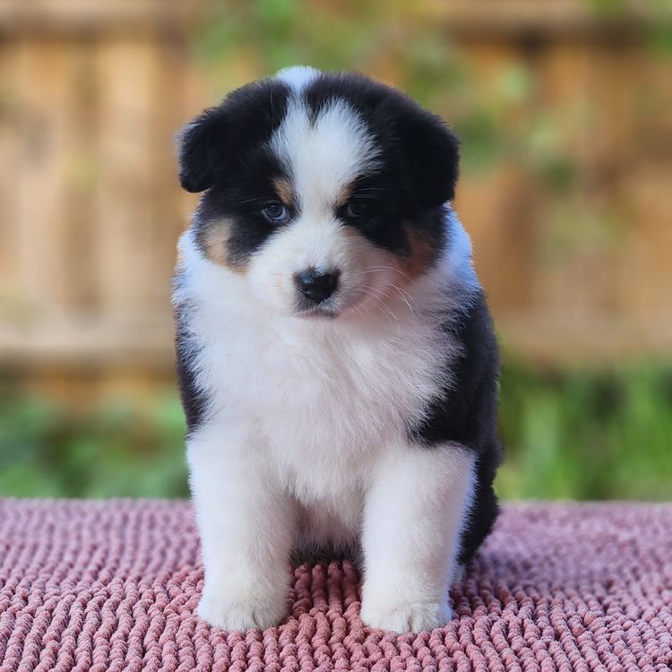 Tinkamas Australian Shepherds