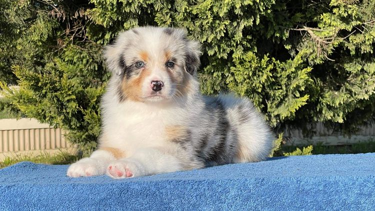 Tinkamas Australian Shepherds