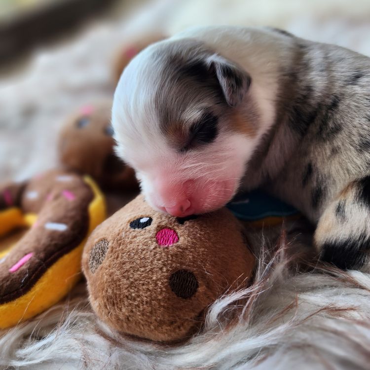Tinkamas Australian Shepherds