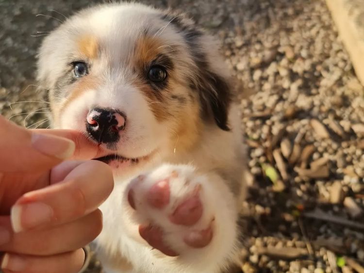 Tinkamas Australian Shepherds
