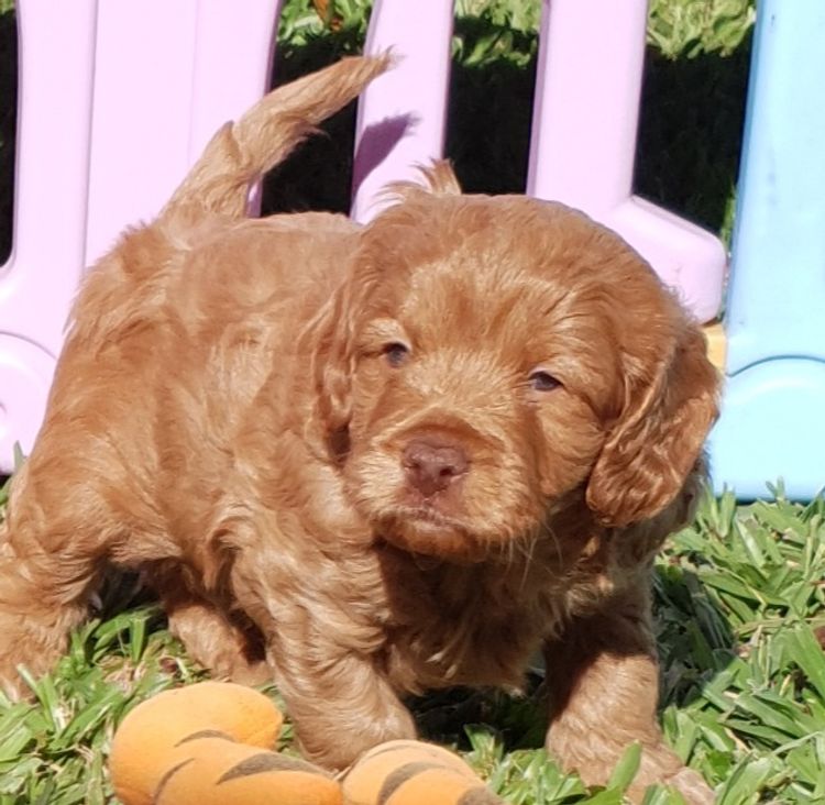 Ma's Cavoodles