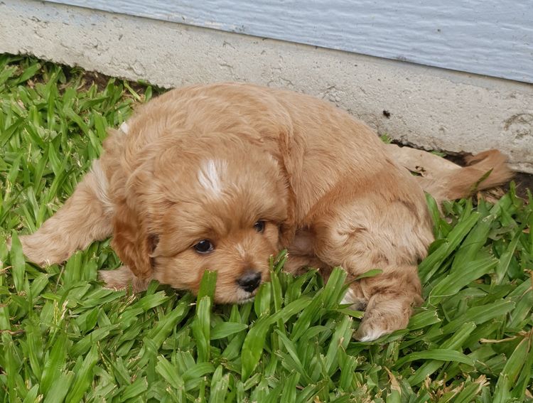 Ma's Cavoodles