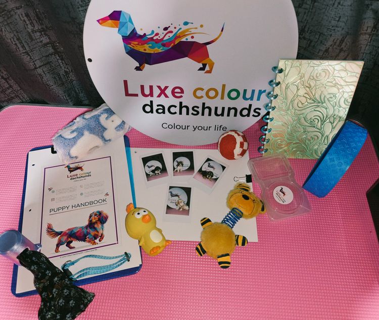 Luxe Colour Dachshunds