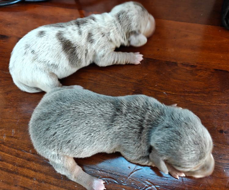 Luxe Colour Dachshunds