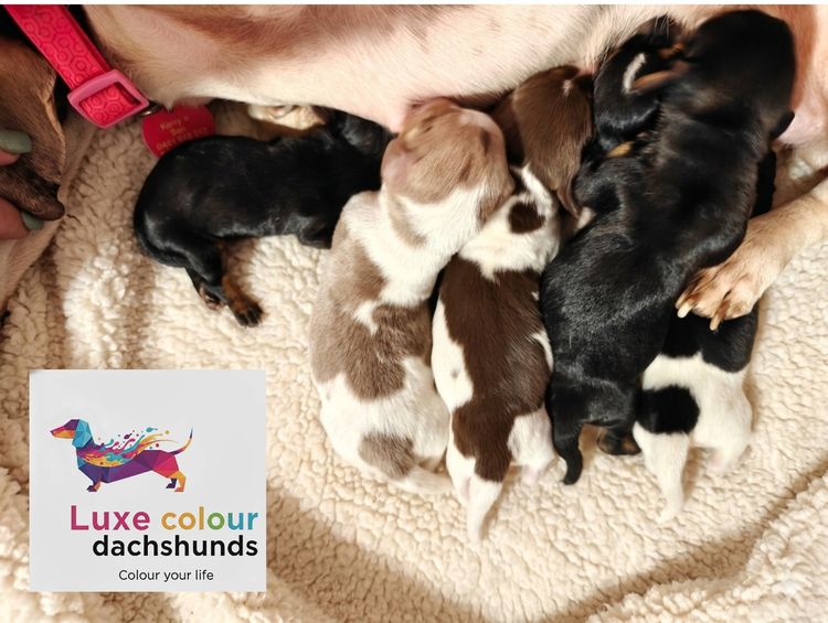 Luxe Colour Dachshunds