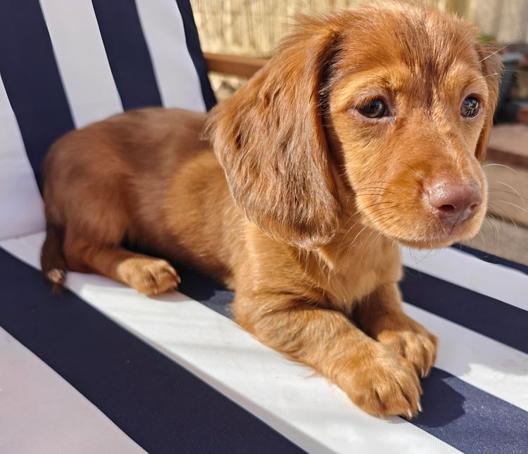 Luxe Colour Dachshunds