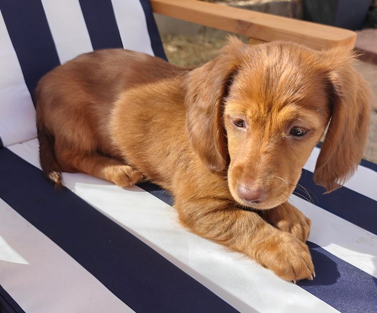 Luxe Colour Dachshunds
