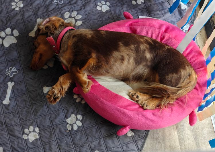 Luxe Colour Dachshunds
