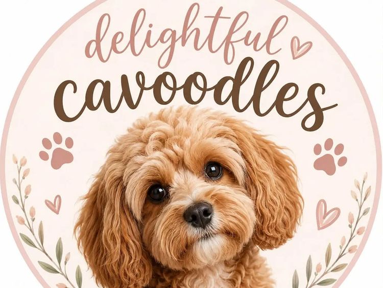 Delightful Cavoodles