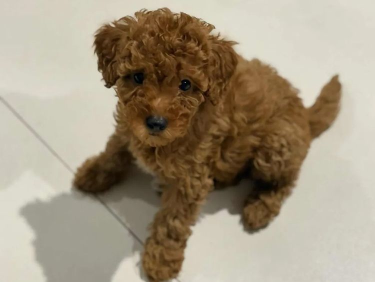 Delightful Cavoodles