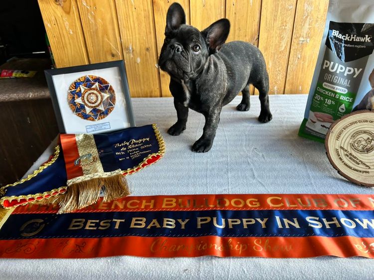MIDDLEL French Bulldogs