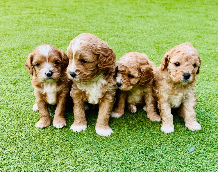Little Millie Cavoodles /Theodores