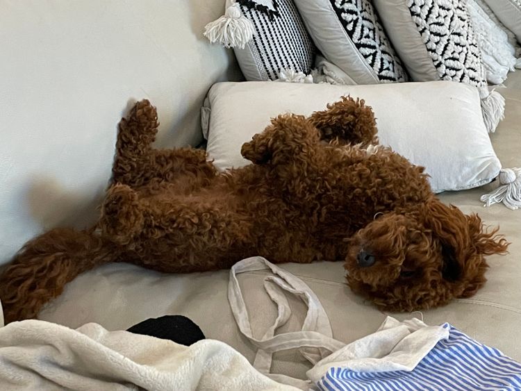 Little Millie Cavoodles /Theodores