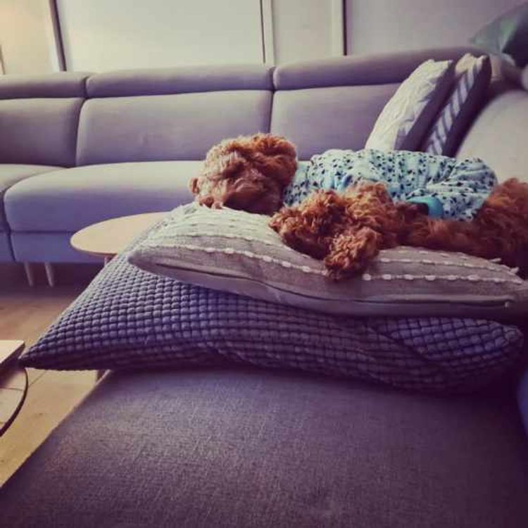 Little Millie Cavoodles /Theodores