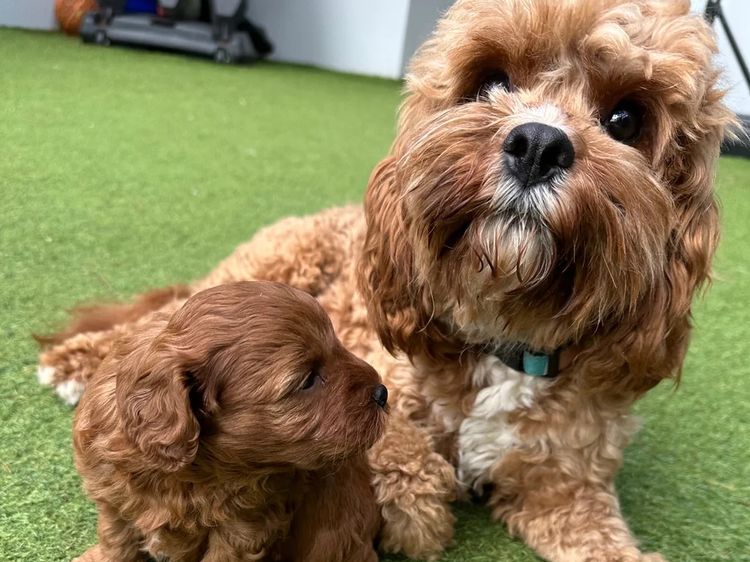 Little Millie Cavoodles /Theodores
