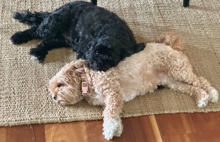 Little Millie Cavoodles /Theodores